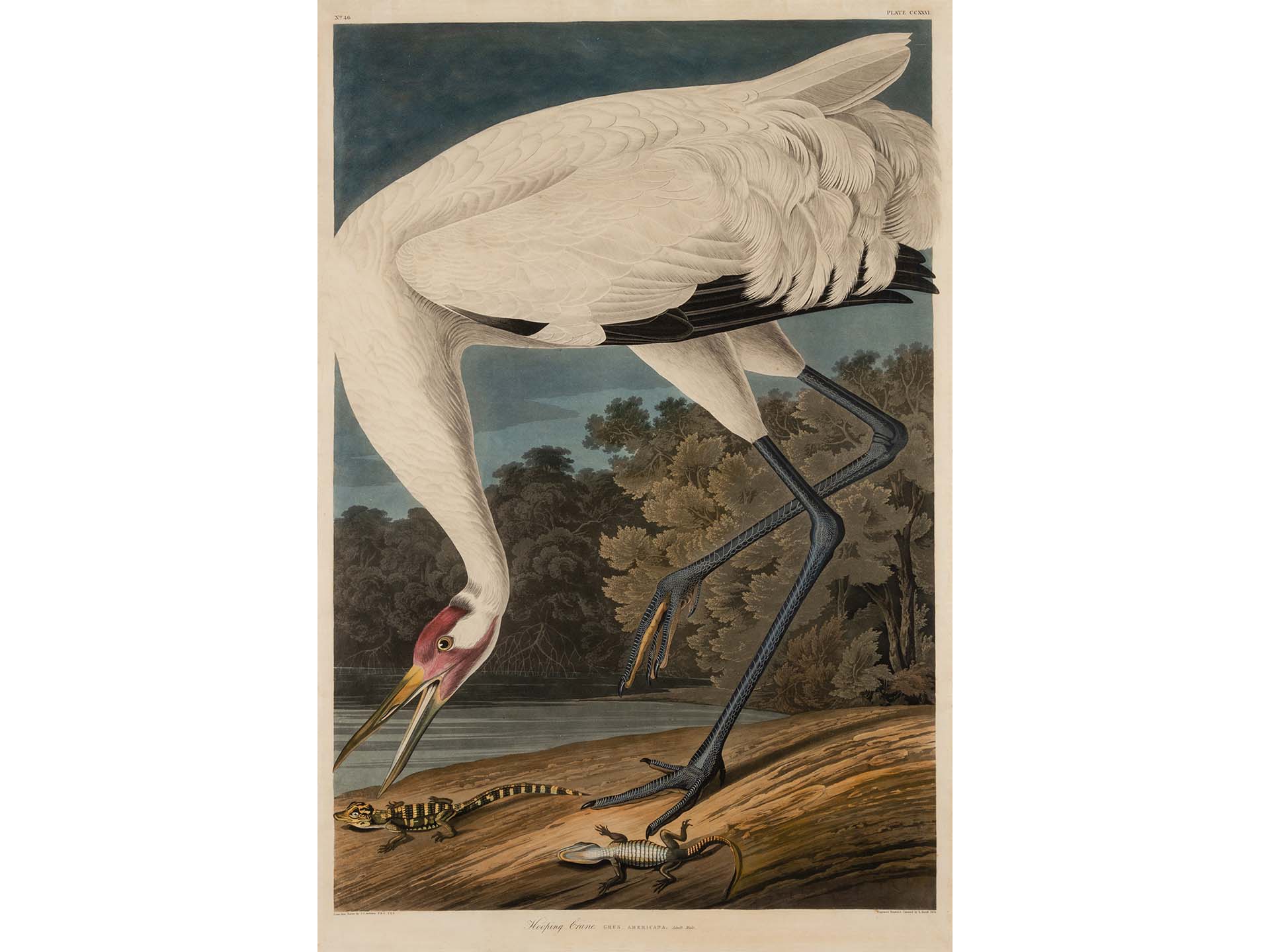 John James Audubon. Hooping Crane